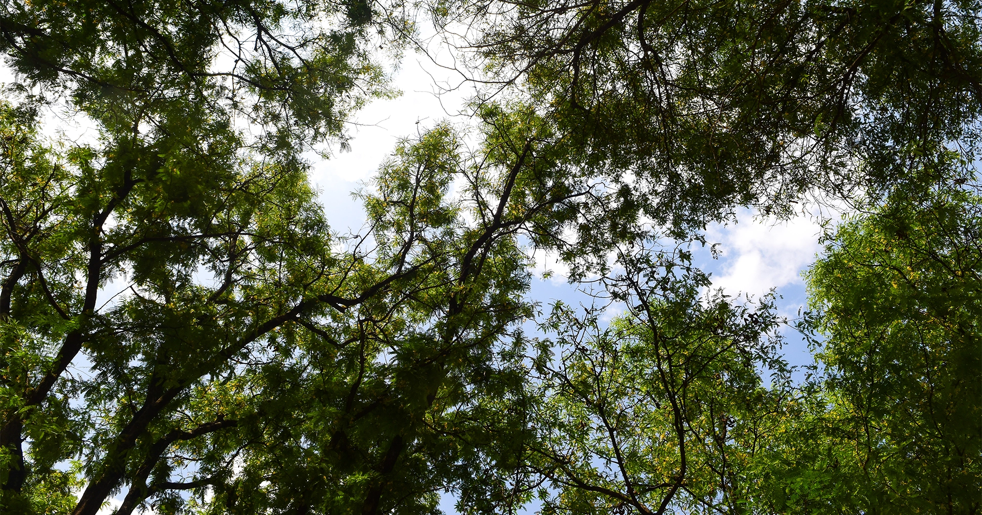 fotografia alberi green